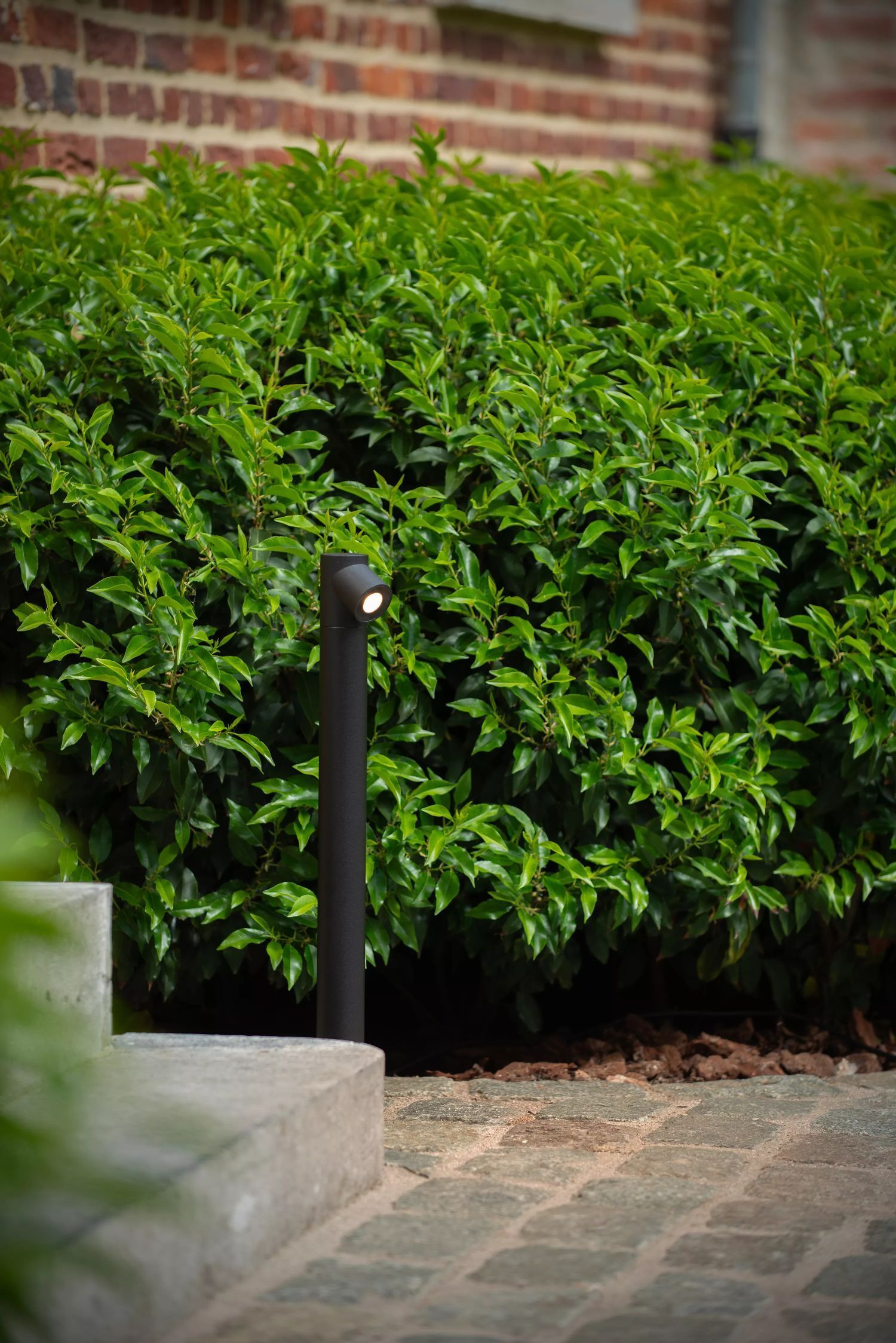 Hecke, Pflanze, Vegetation, Pfad, Topfpflanze