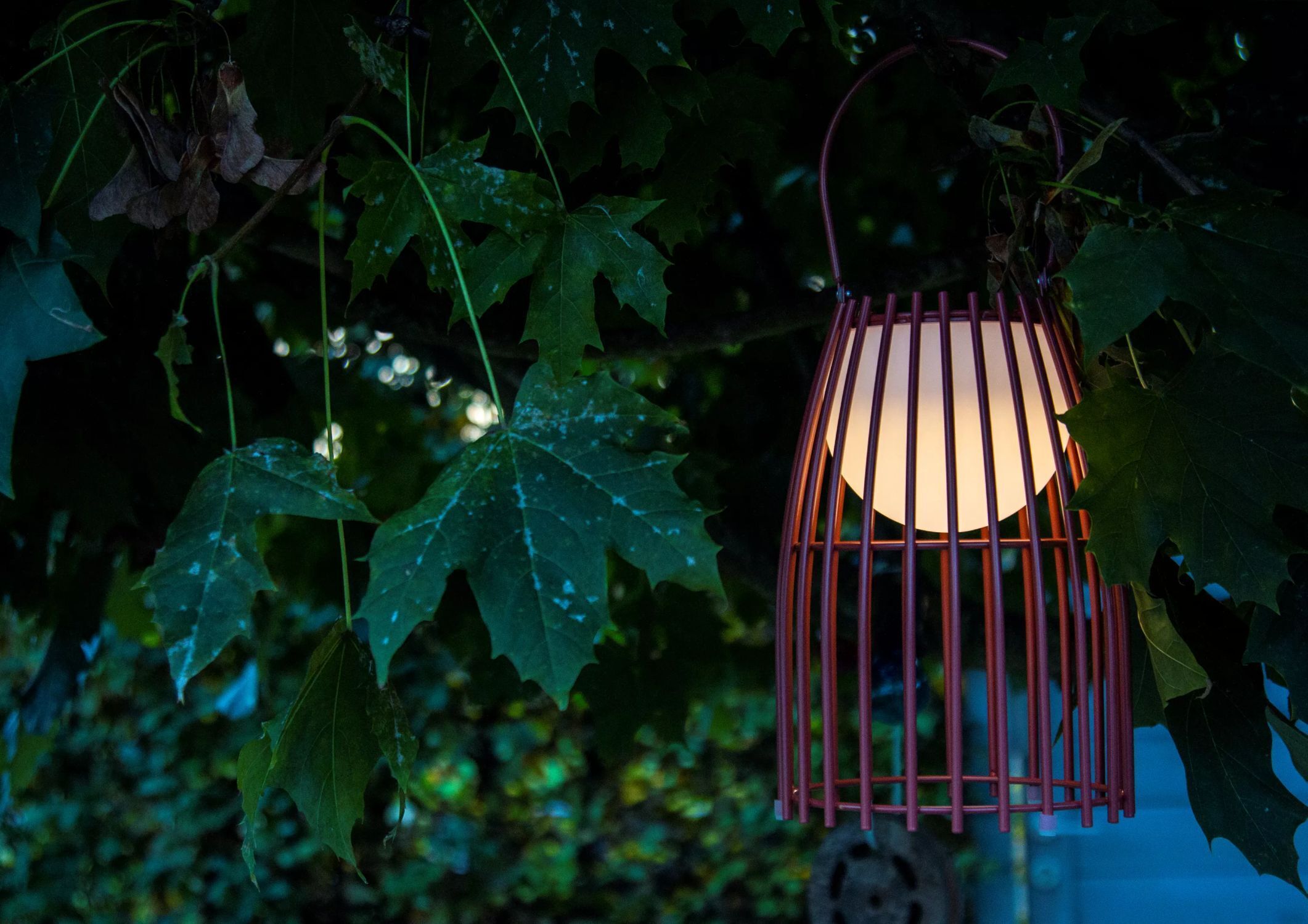 Blatt, Pflanze, Baum, Beleuchtung