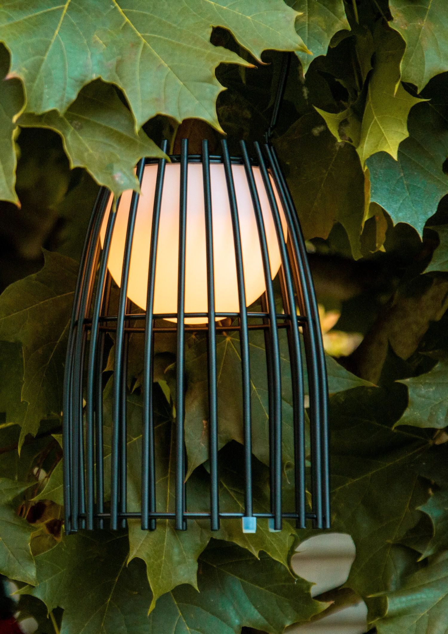 Lampe, Blatt, Pflanze