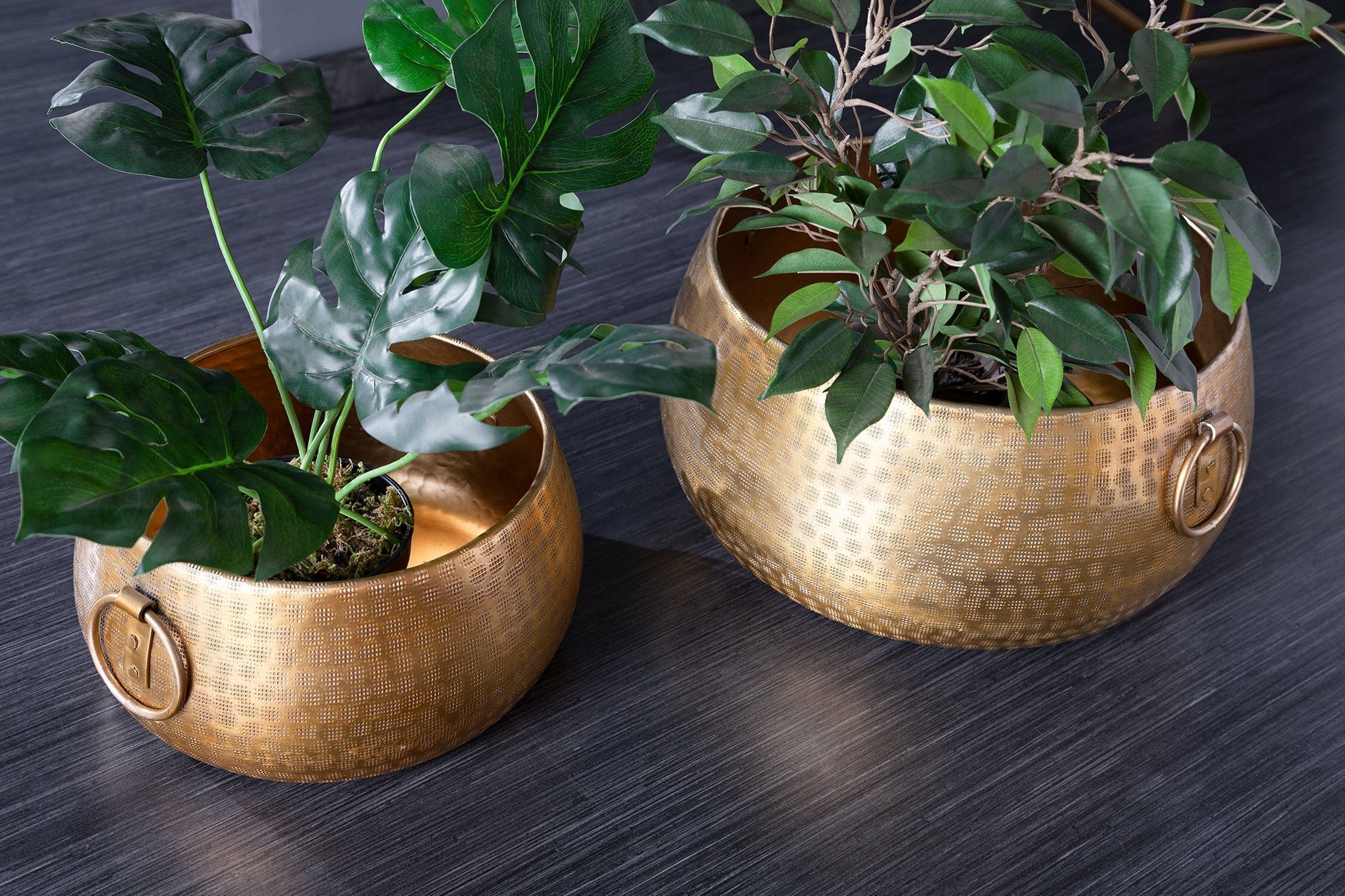 Pflanze, Pflanze im Topf, Blatt, Pflanzgefäß, Topf