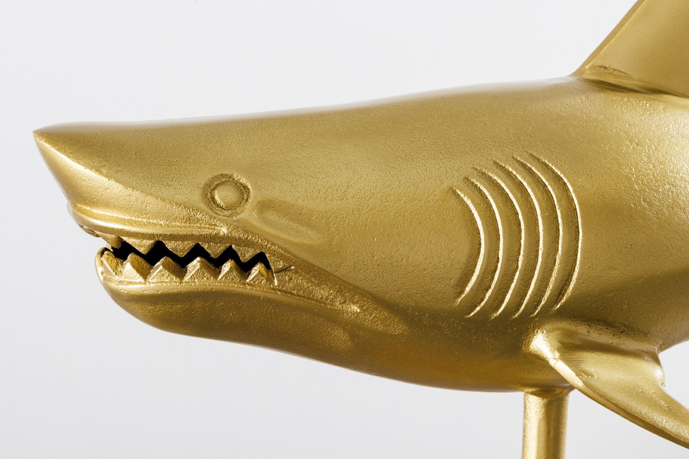 Rauchrohr, Tier, Fische, Leben im Meer, Hai Tier, Leben im Meer, Fische, Hai