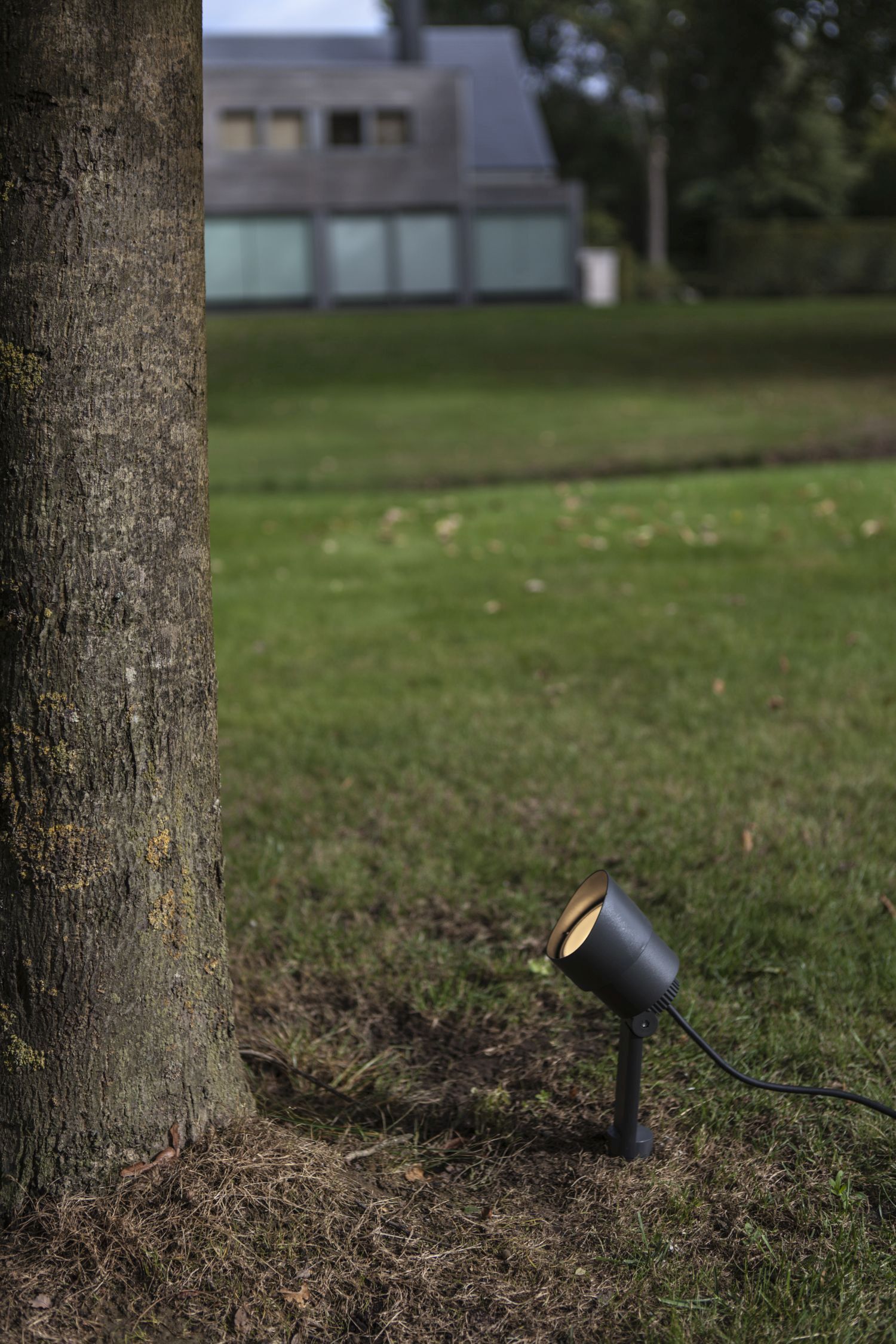 Beleuchtung, Pflanze, Baum, Baumstamm, Gras