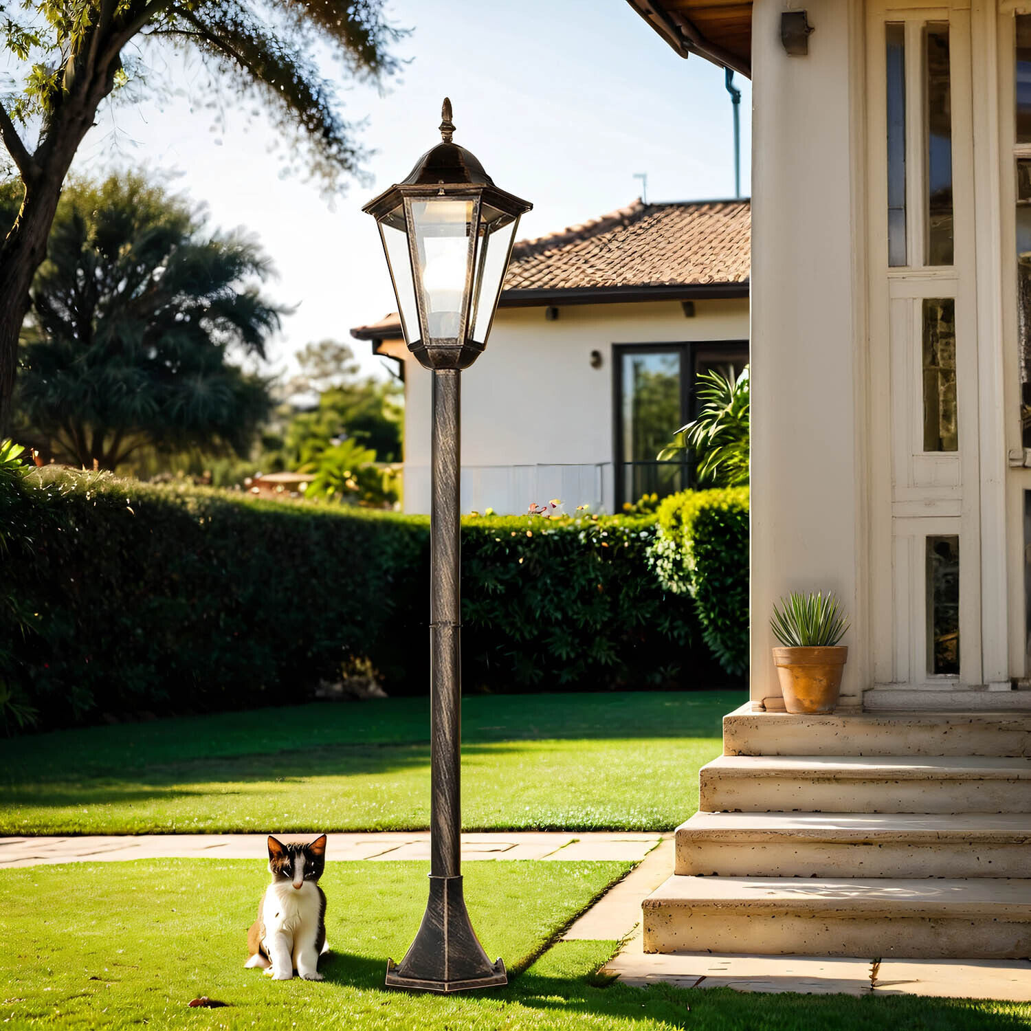 Laternenpfahl, Pflanze, Gras, Katze, Haustier