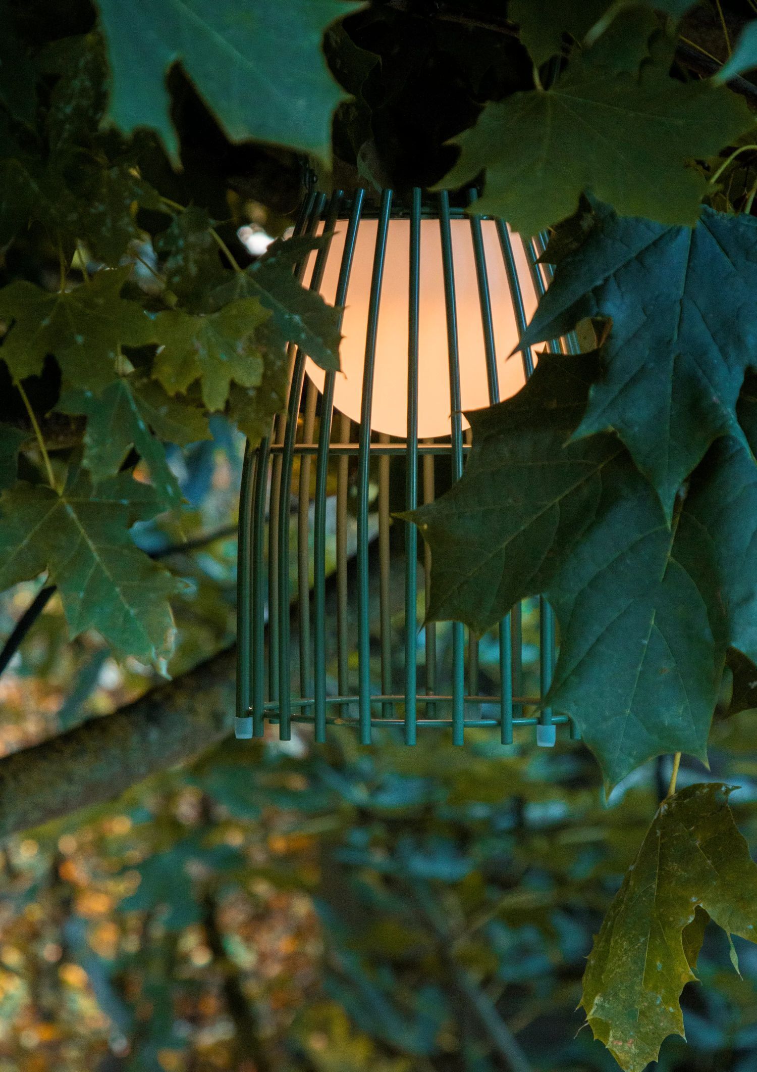 Blatt, Pflanze, Baum