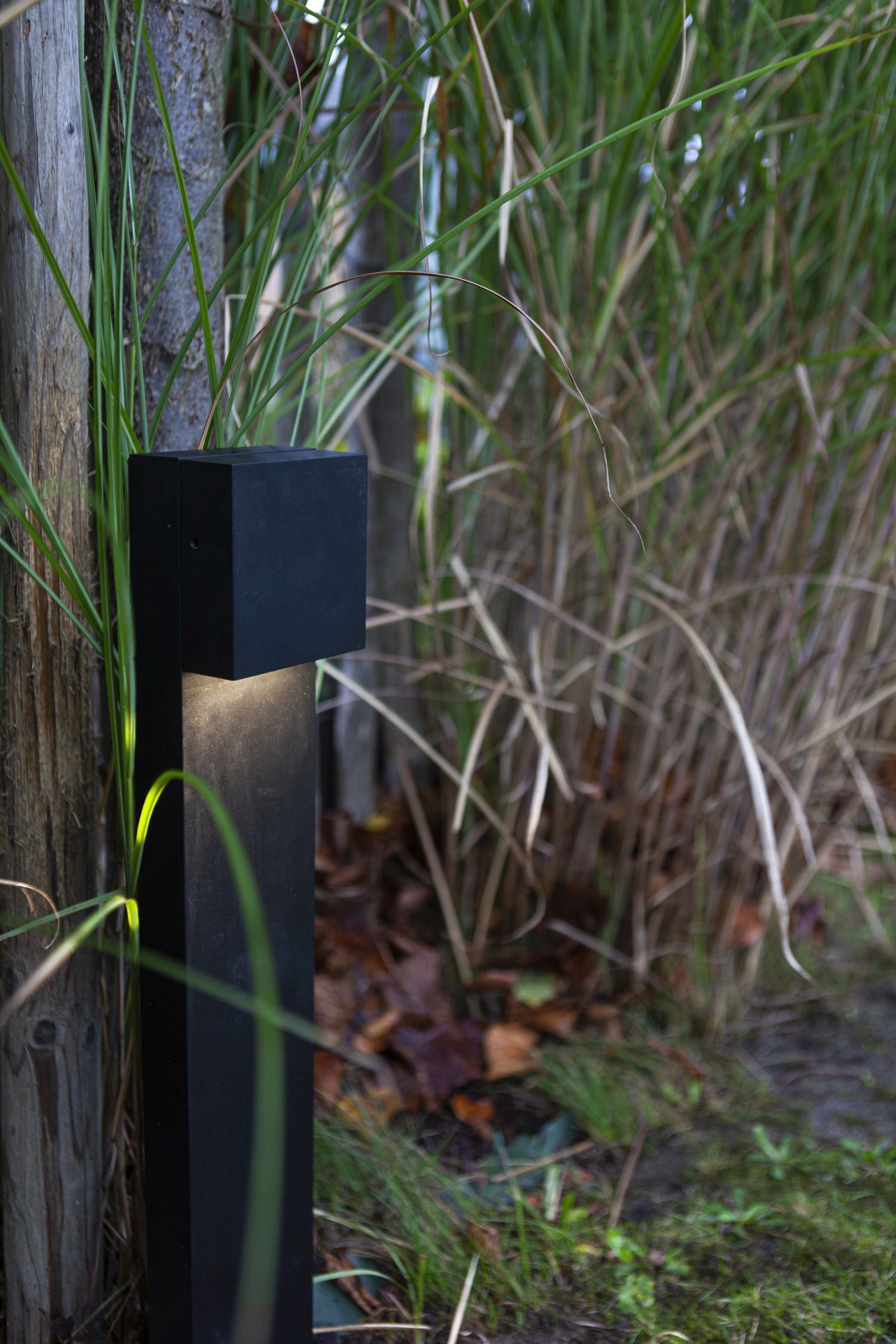 Elektronik, Sprecher, Pflanze, Vegetation, Baum