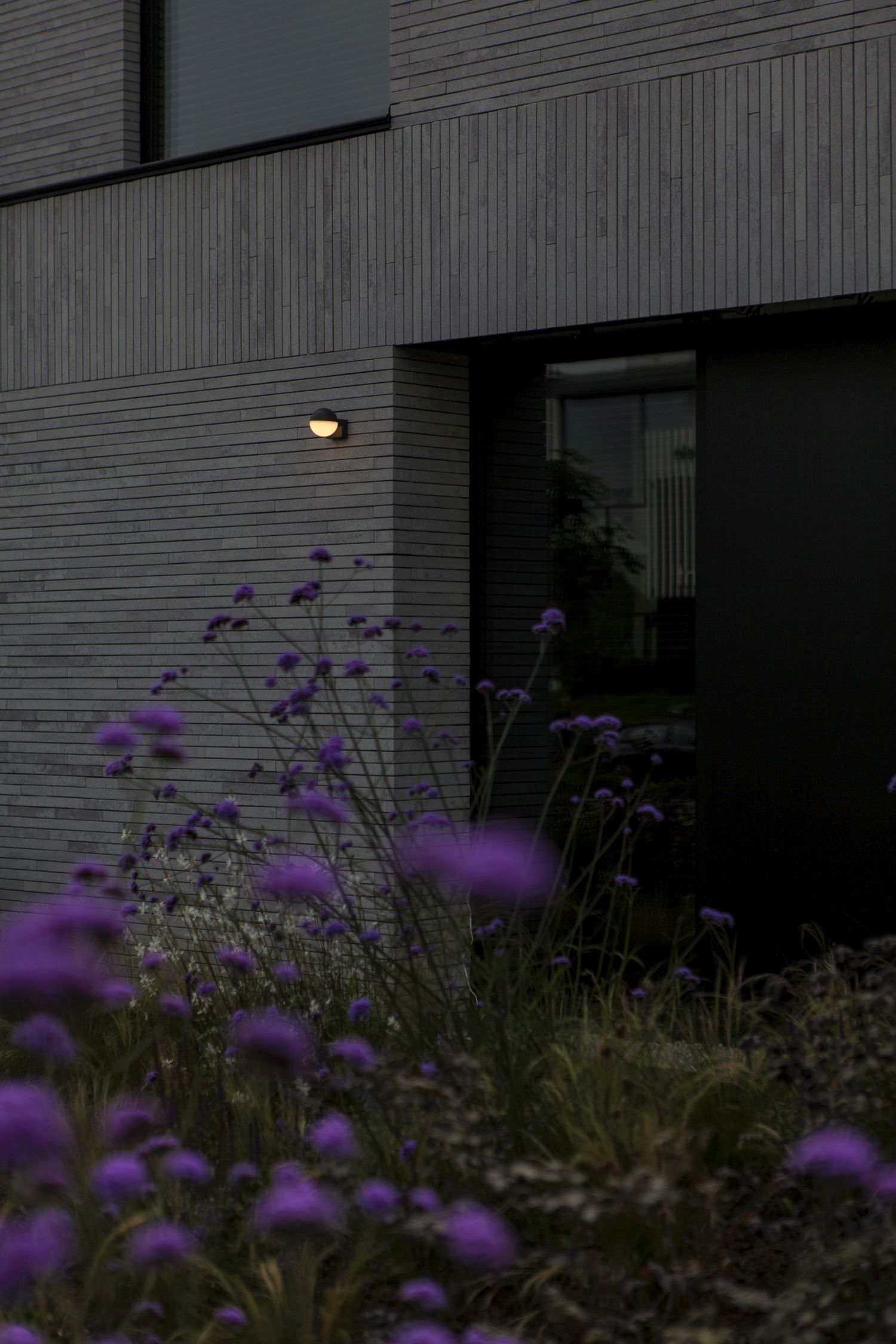 Purpur, Blume, Geranie, Natur, Nacht