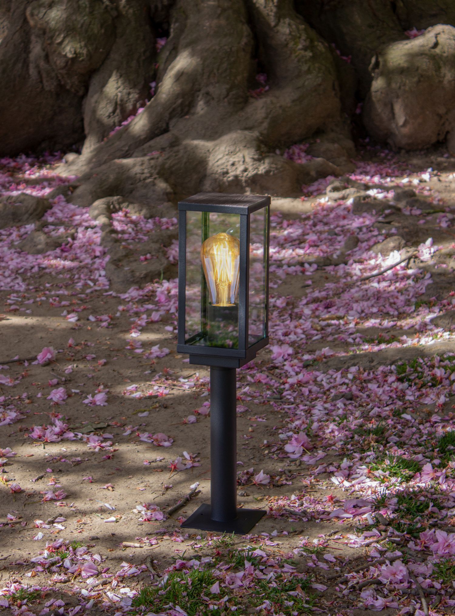 Lampe, Blume, Pflanze